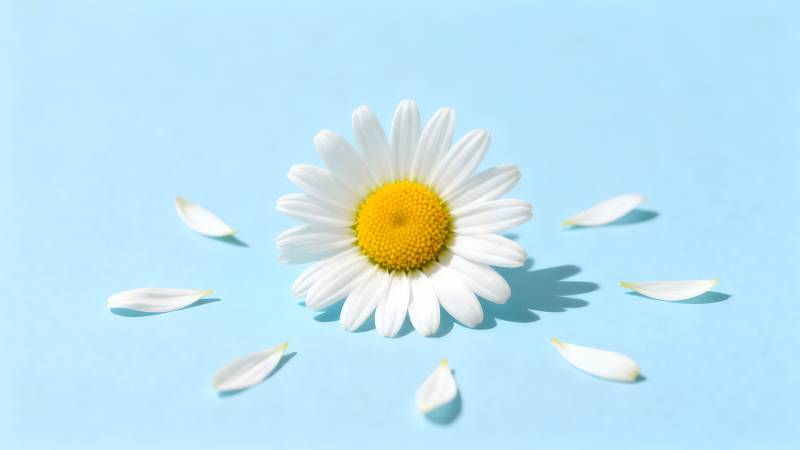 雏菊与花瓣图片