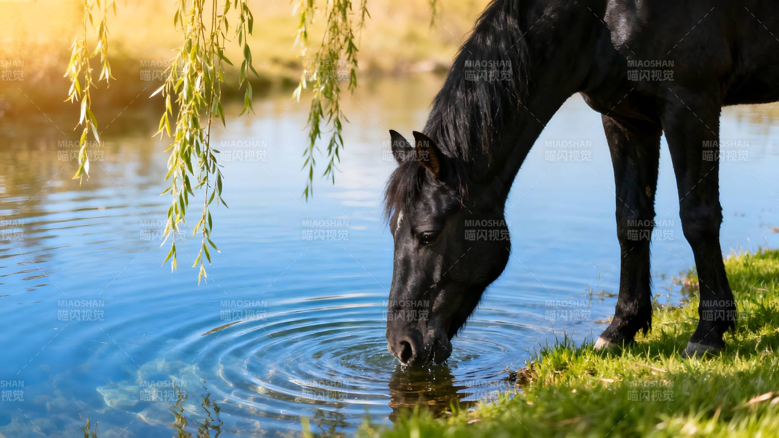 黑马饮水湖畔图片