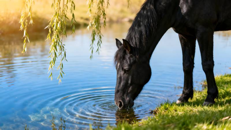 黑马饮水湖畔图片