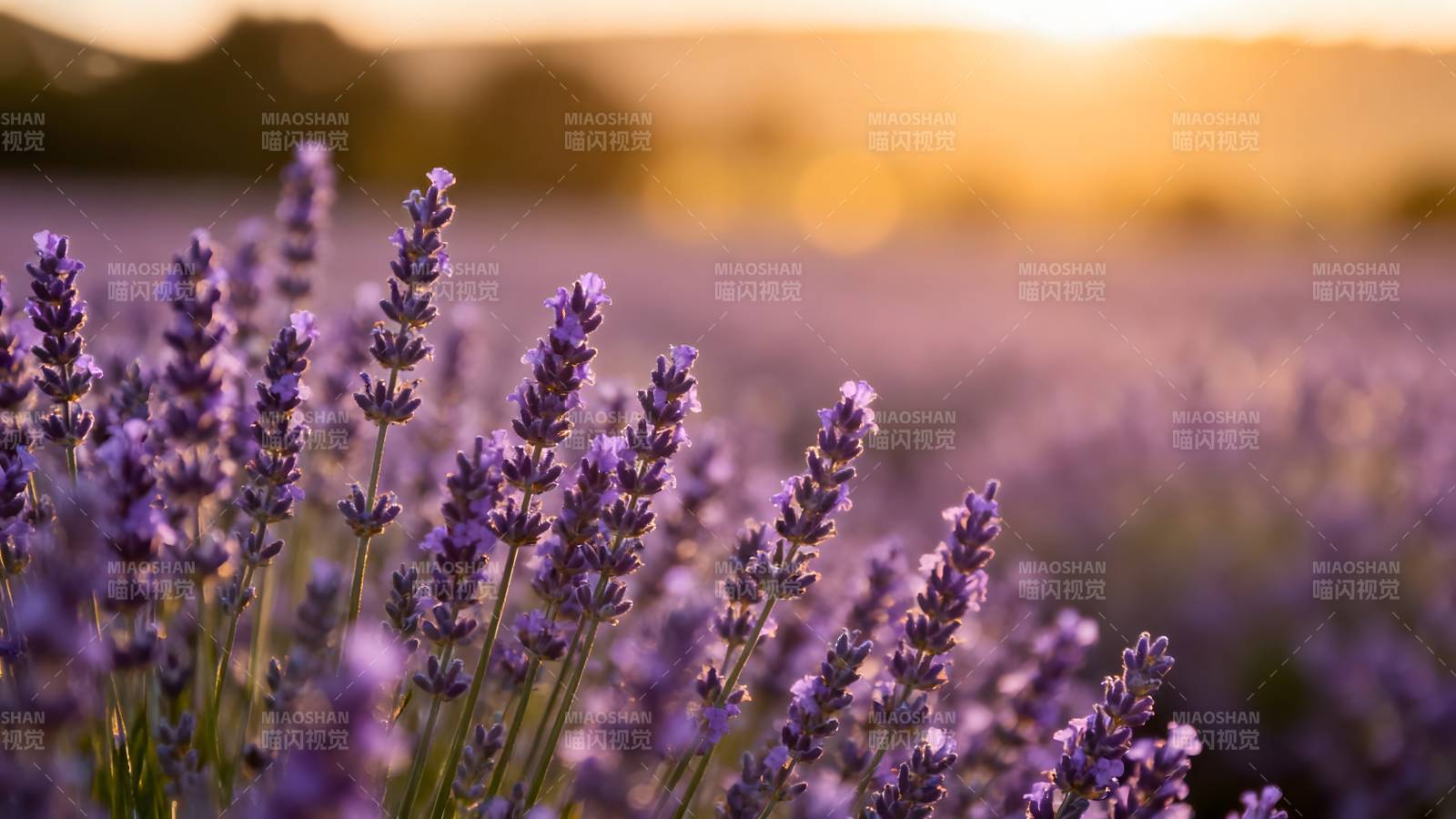 薰衣草花海日落图片