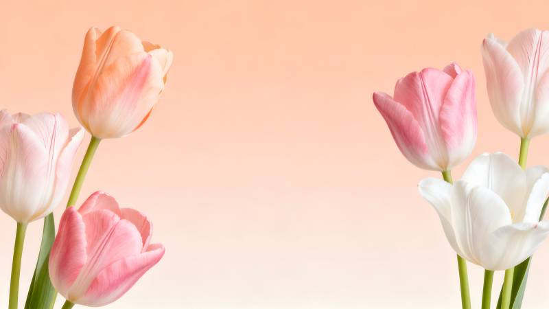 春日郁金香绽放图片