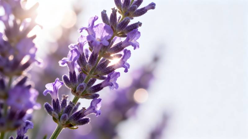 薰衣草花丛图片