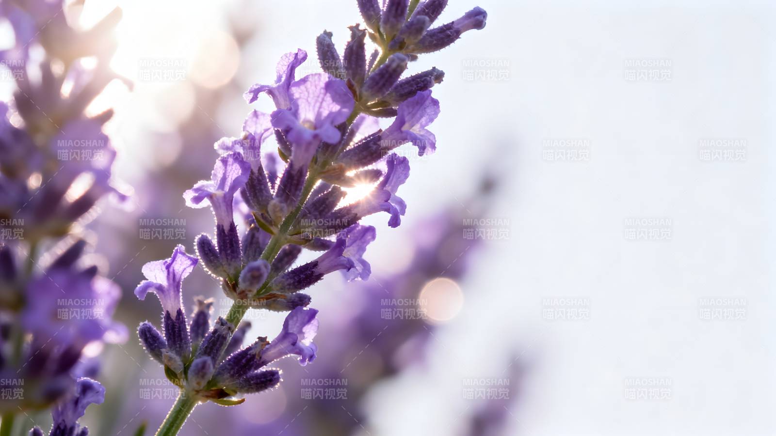 薰衣草花丛图片