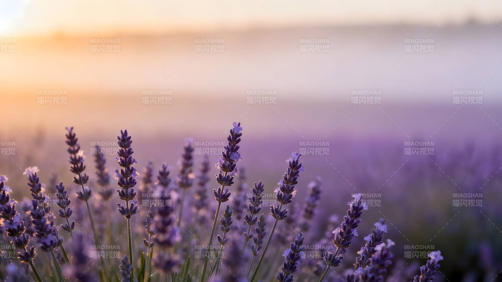 薰衣草田晨曦图片