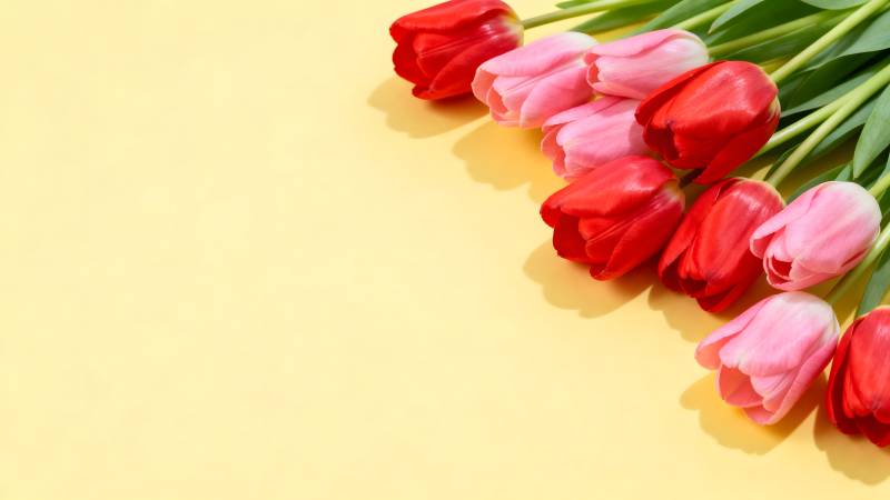 红粉郁金香绽放图片