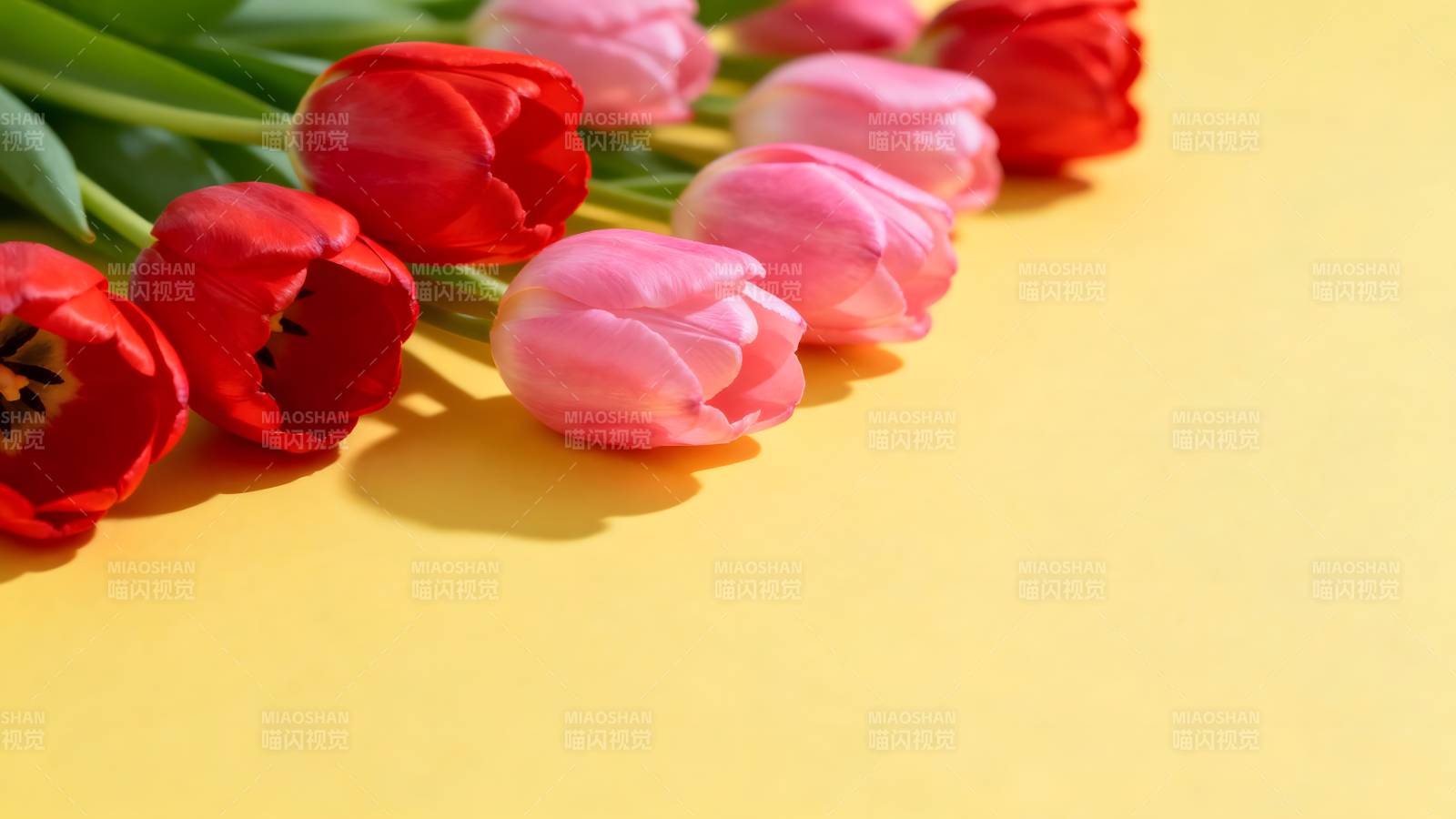 红粉郁金香绽放图片