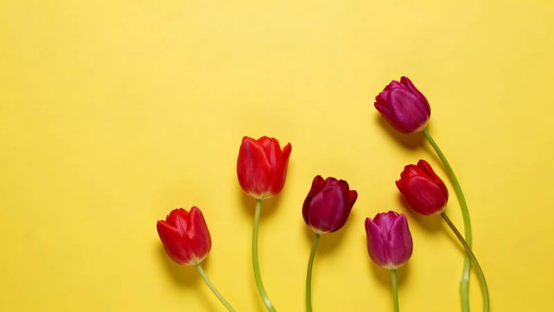 郁金香绽放于黄背景图片