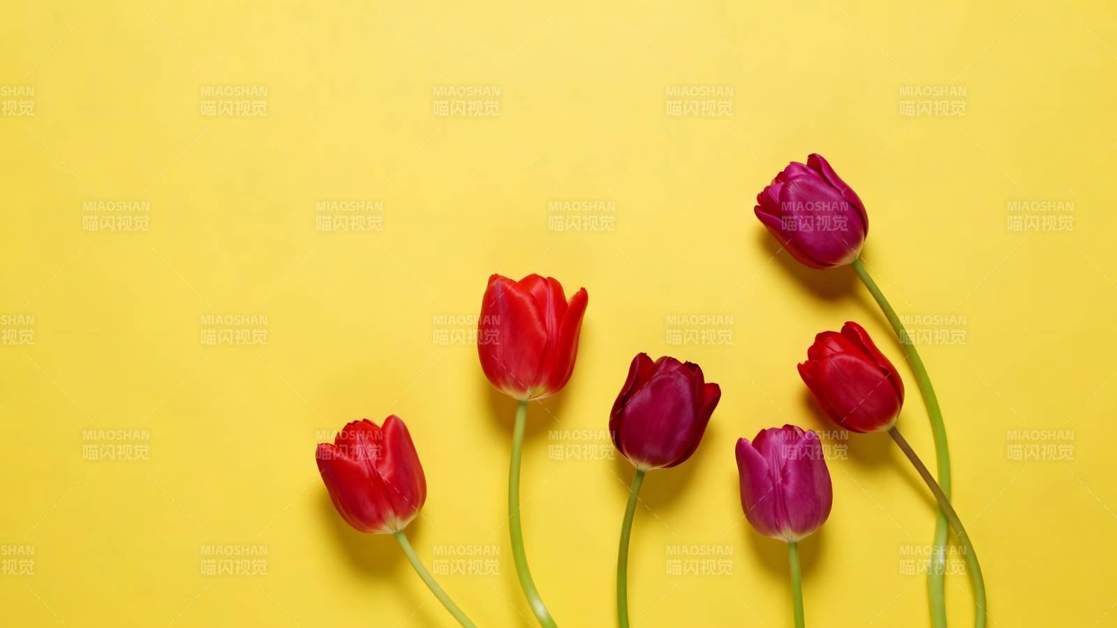 郁金香绽放于黄背景图片