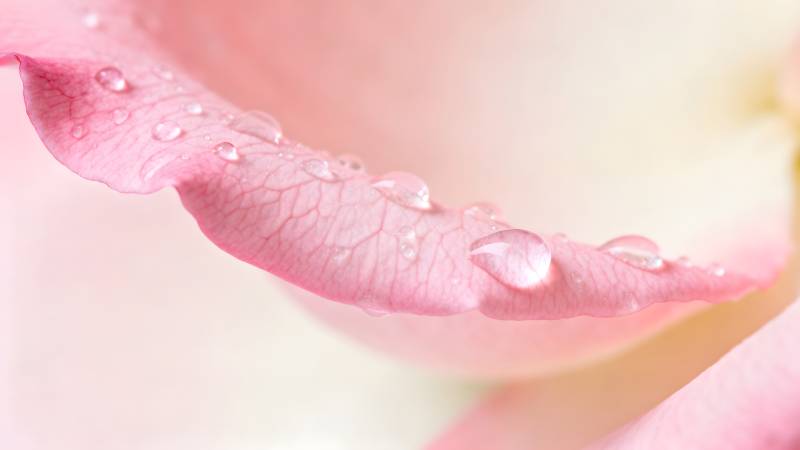 露珠点缀粉玫瑰图片