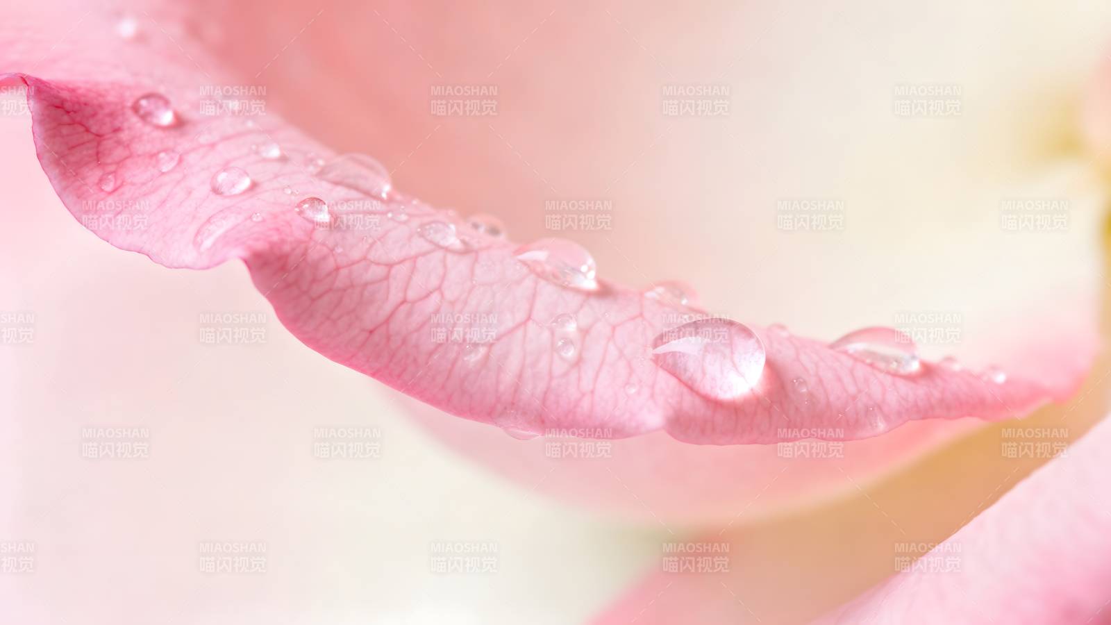 露珠点缀粉玫瑰图片