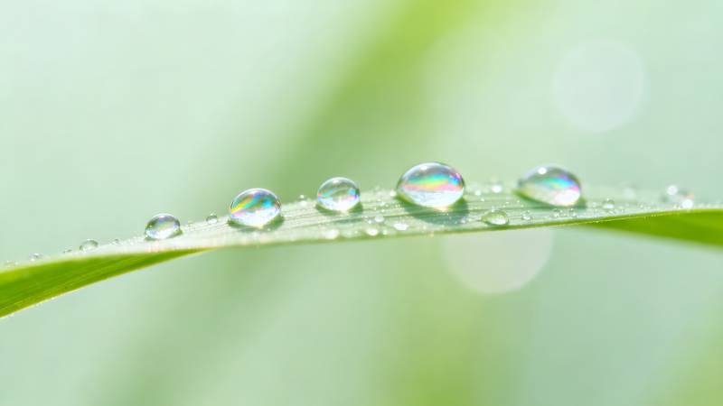 露珠叶上晶莹闪烁图片