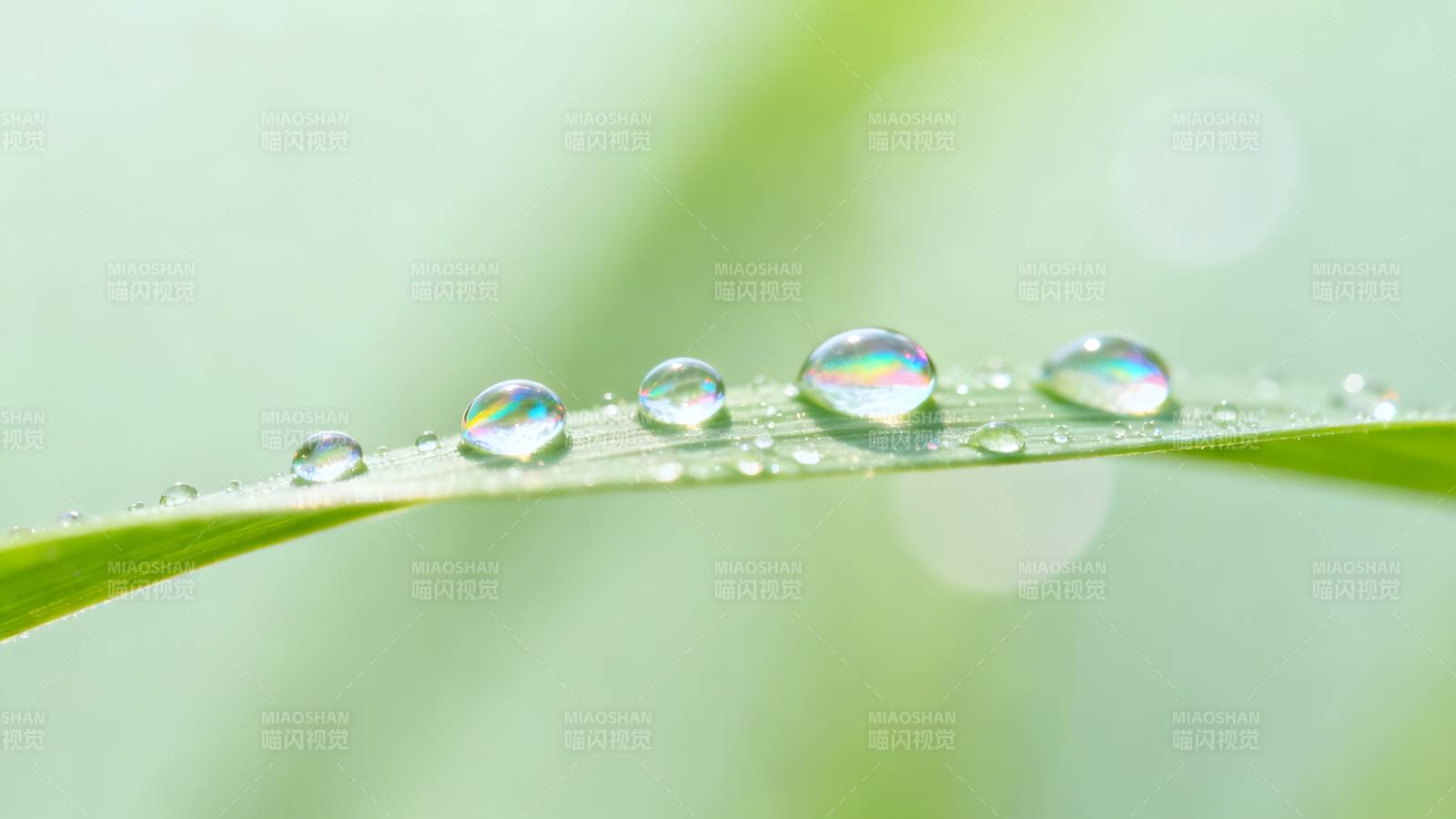 露珠叶上晶莹闪烁图片