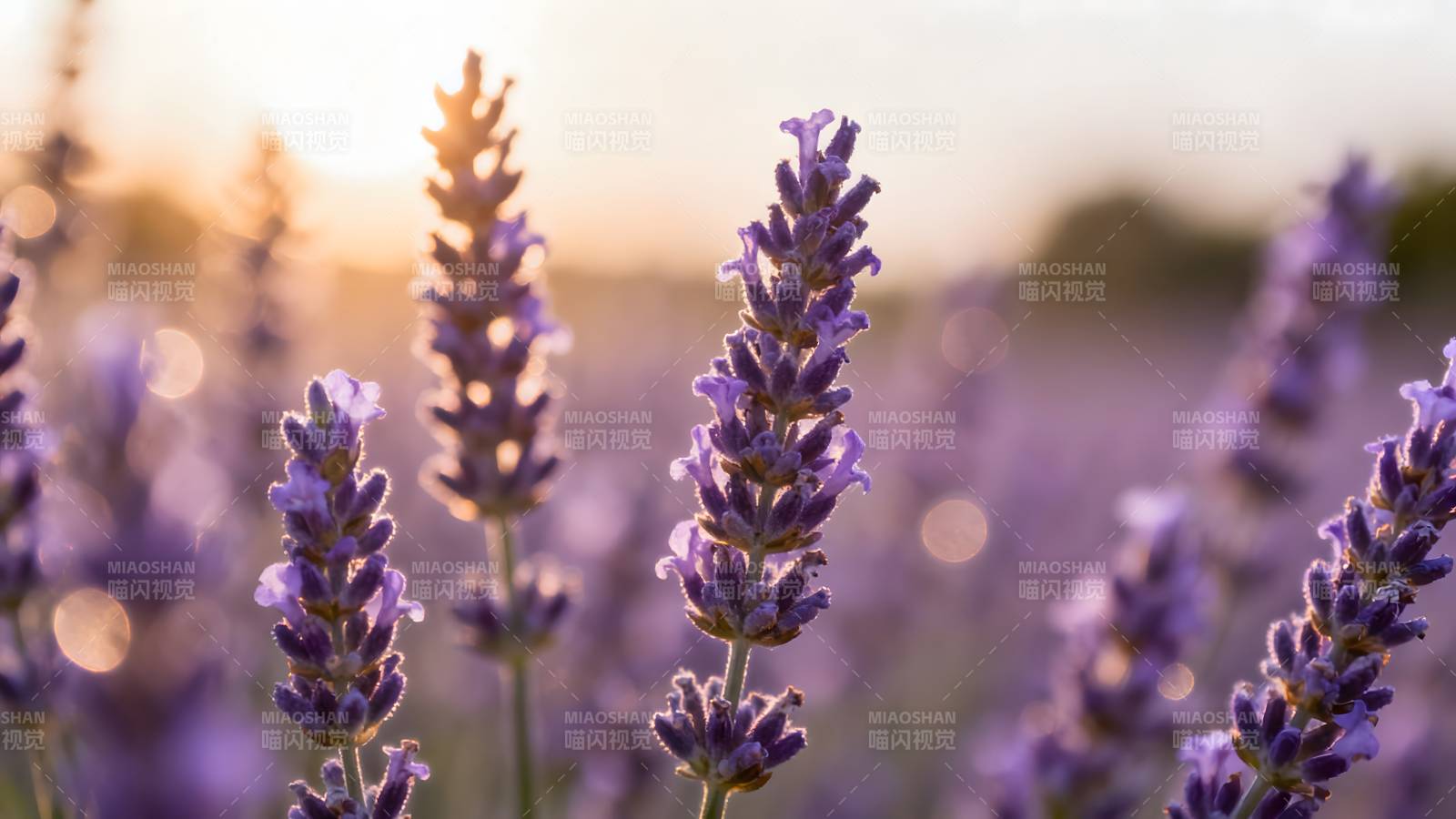 薰衣草花海日落图片