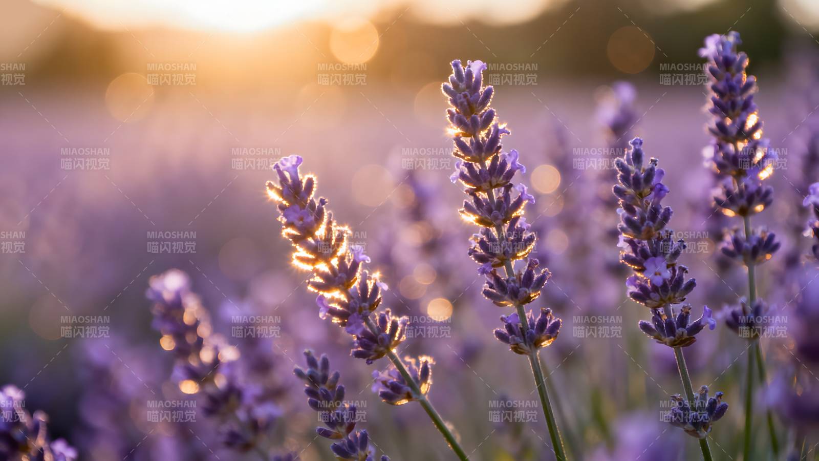 薰衣草花海日落图片
