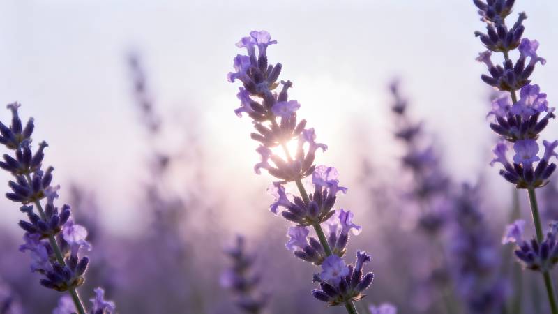 薰衣草花海日出图片