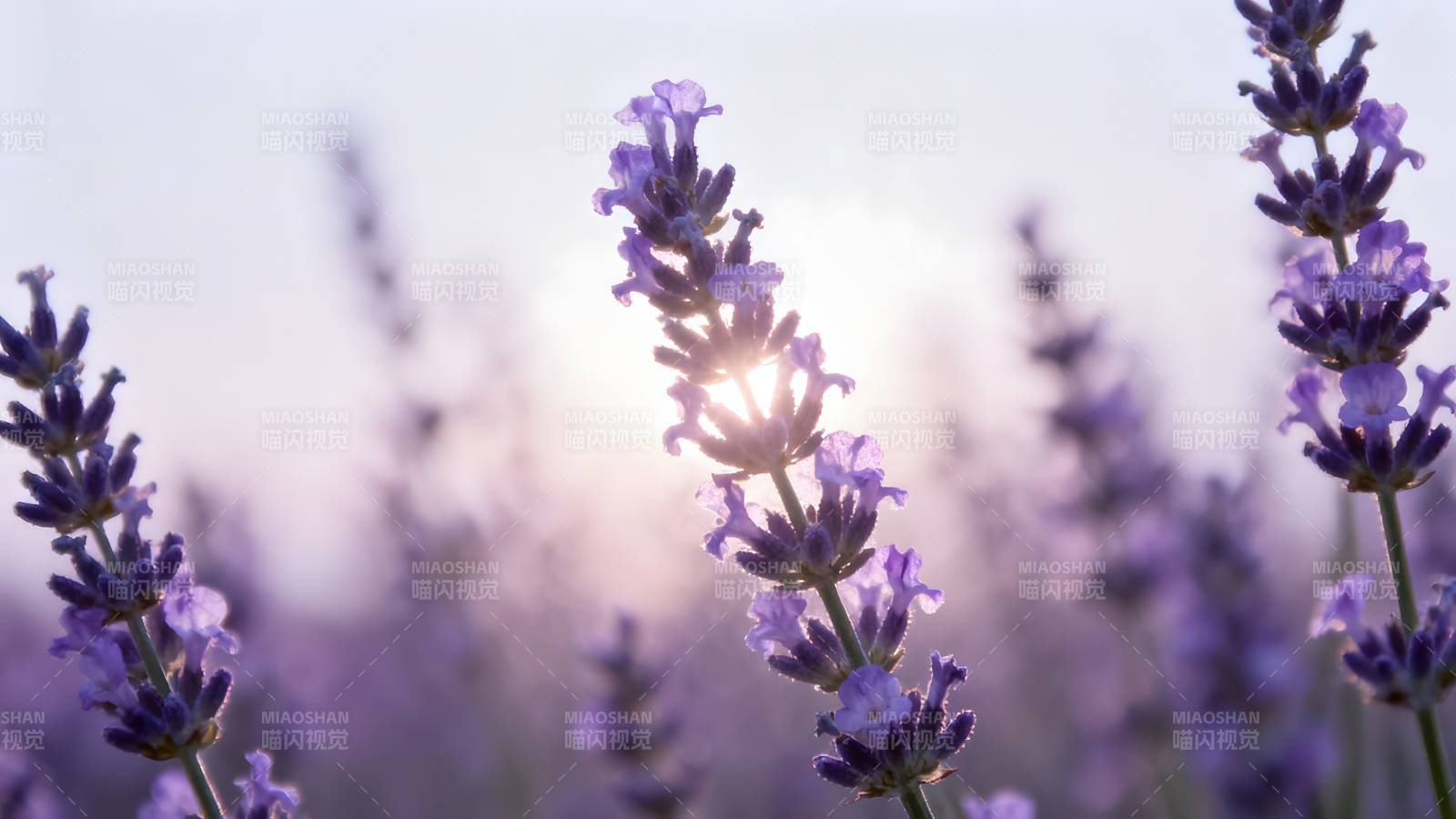 薰衣草花海日出图片