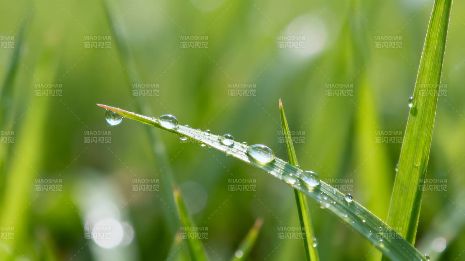 露珠草叶 清新自然图片