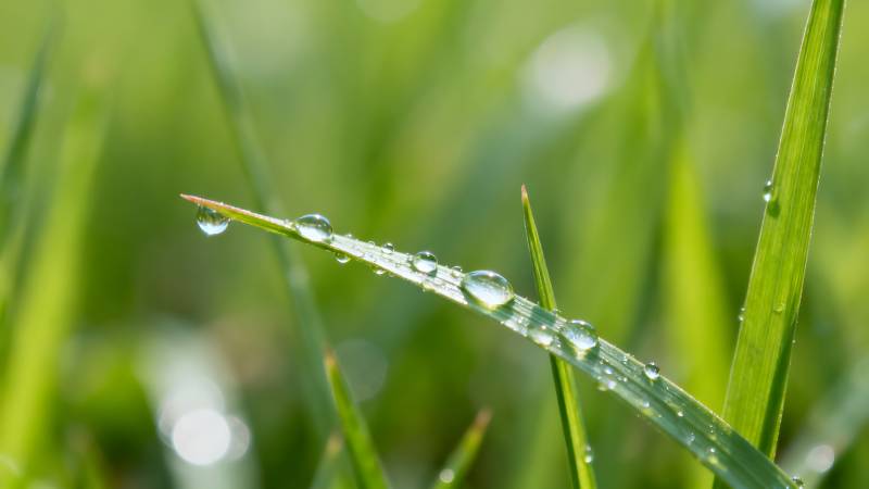 露珠草叶 清新自然图片