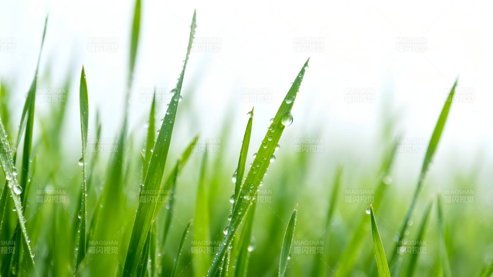 晨露绿草图片