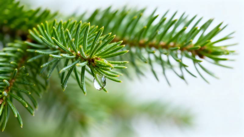 松针上的水珠图片