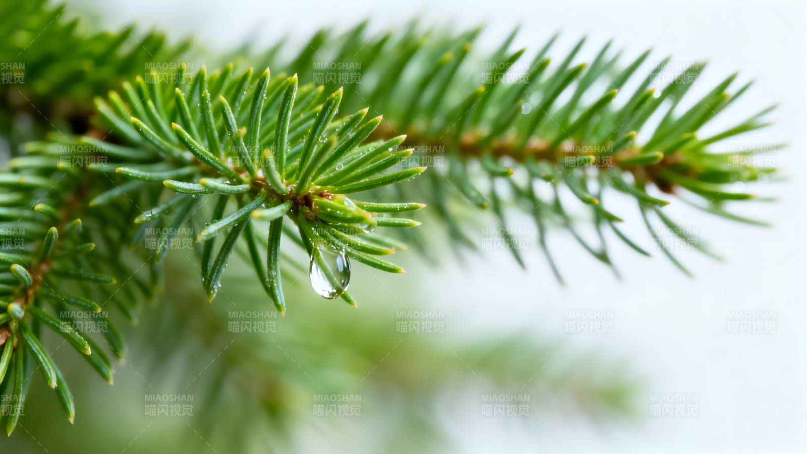 松针上的水珠图片