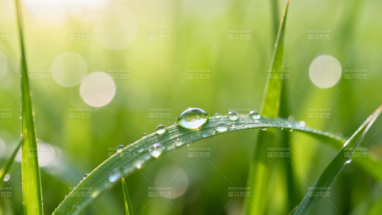晨露草尖图片
