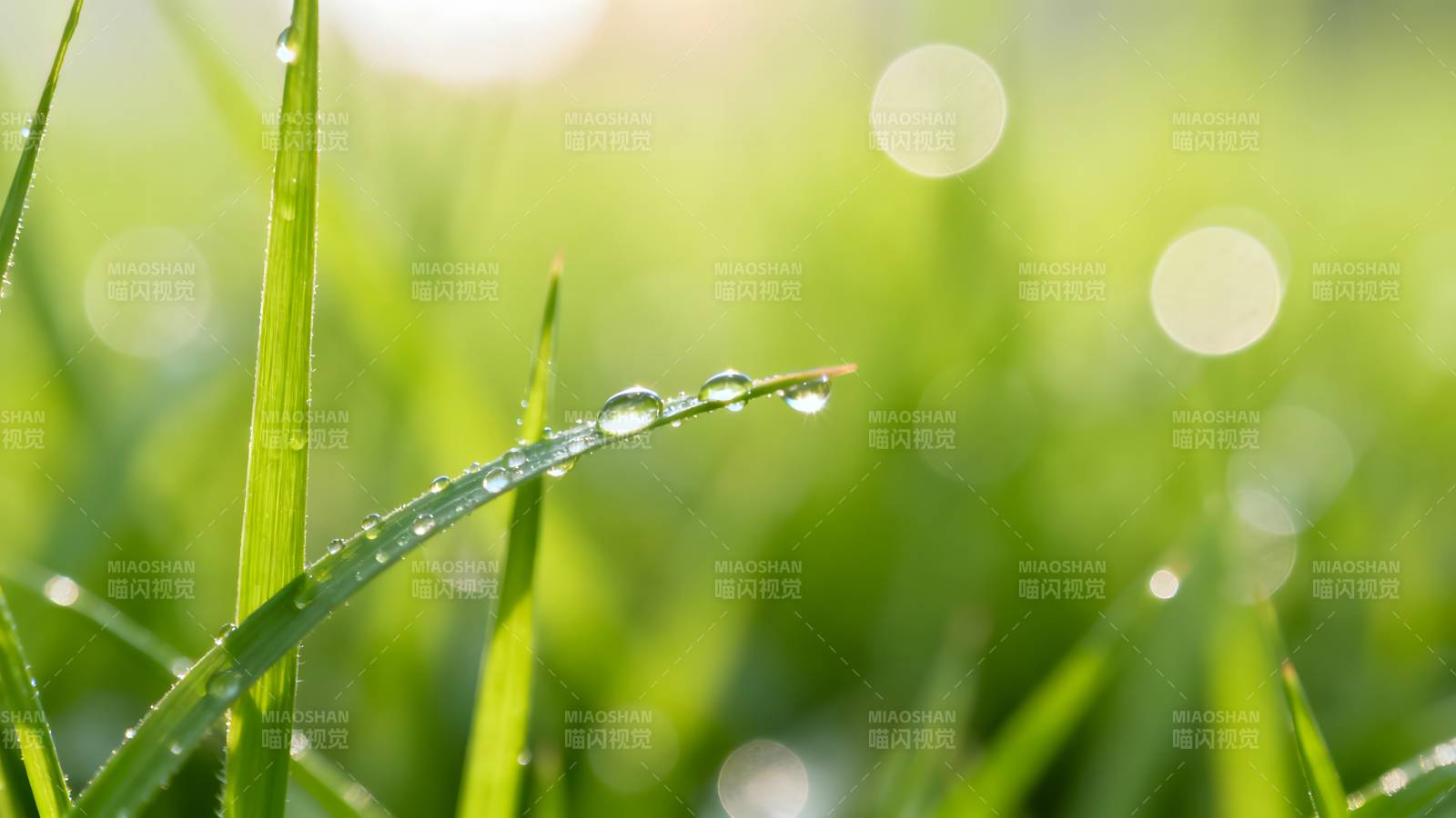 晨露草尖图片