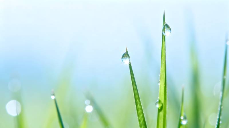 露珠草尖 清新自然图片