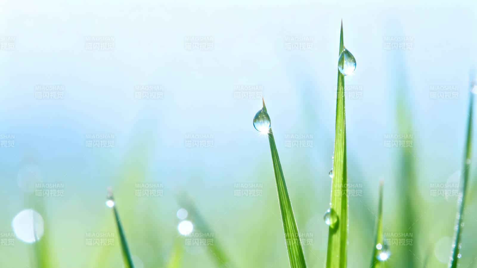 露珠草尖 清新自然图片