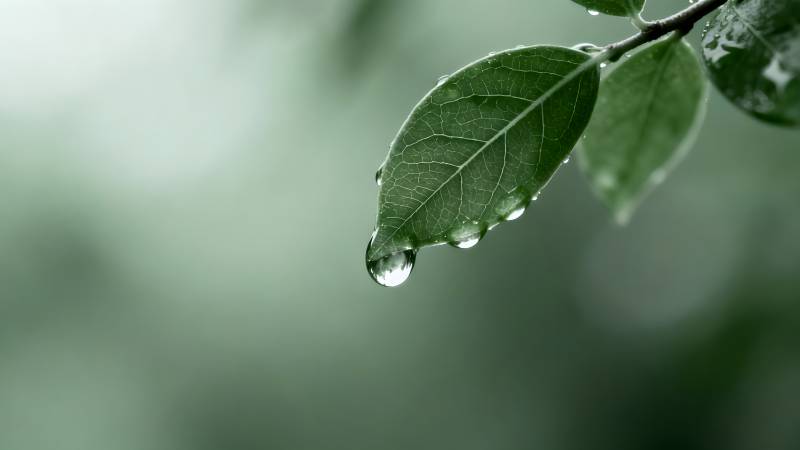 叶尖露珠 清新自然图片