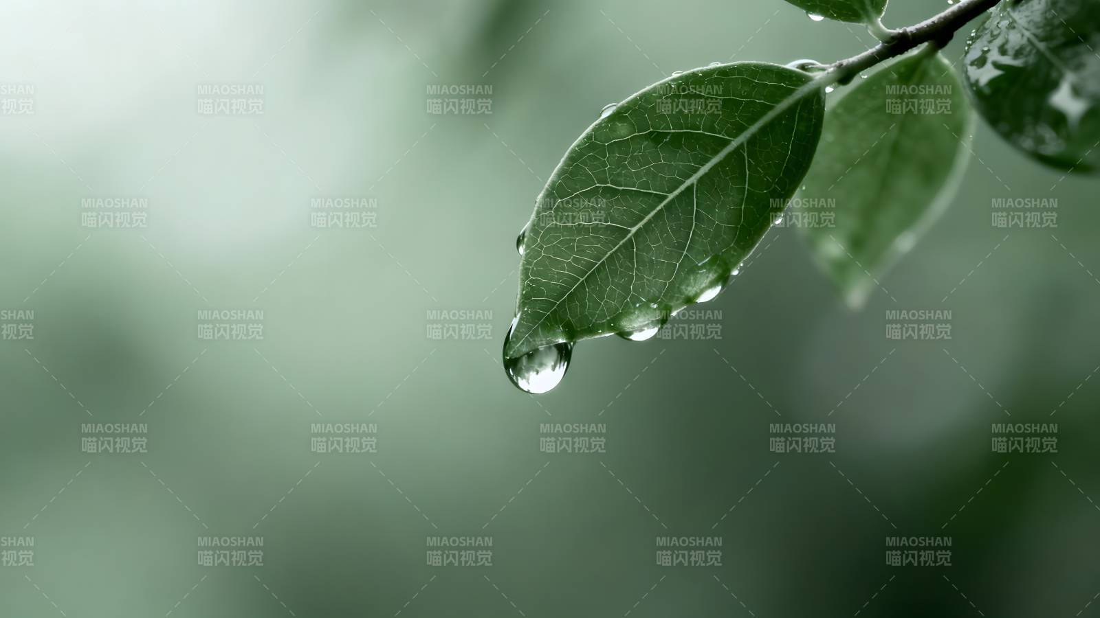 叶尖露珠 清新自然图片