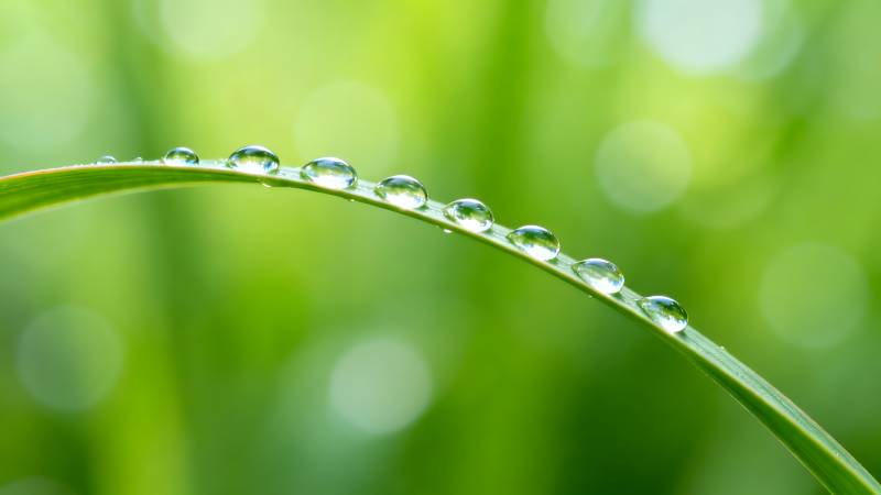 露珠草叶 清新自然图片