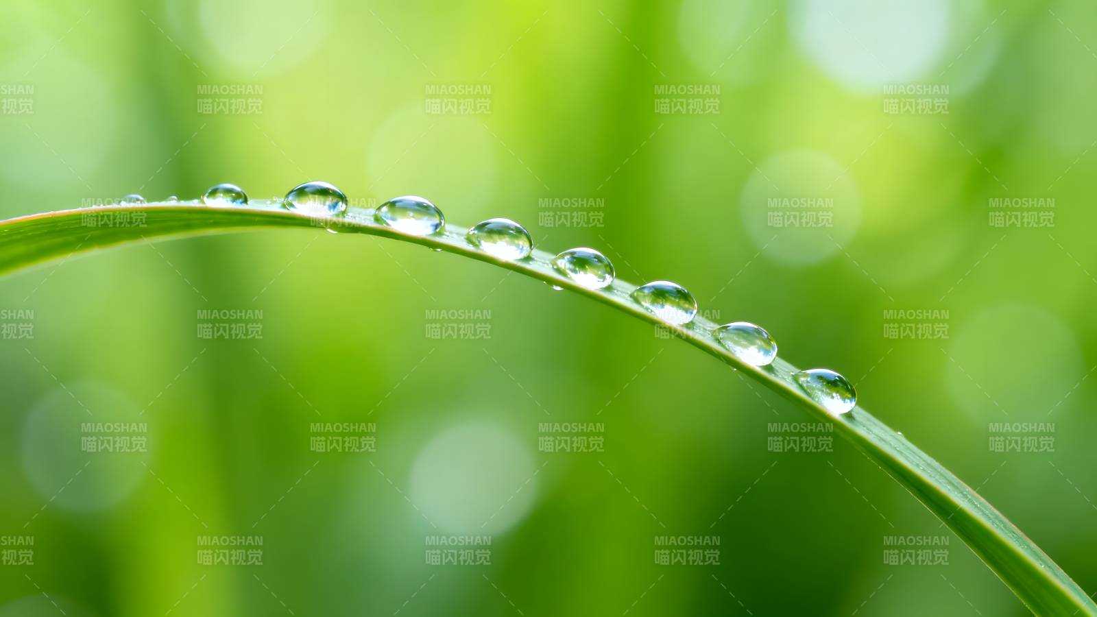 露珠草叶 清新自然图片