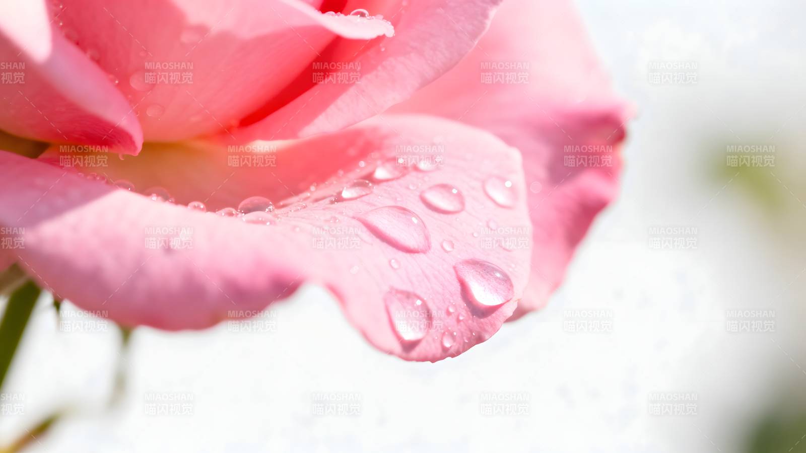 粉玫瑰上的露珠图片