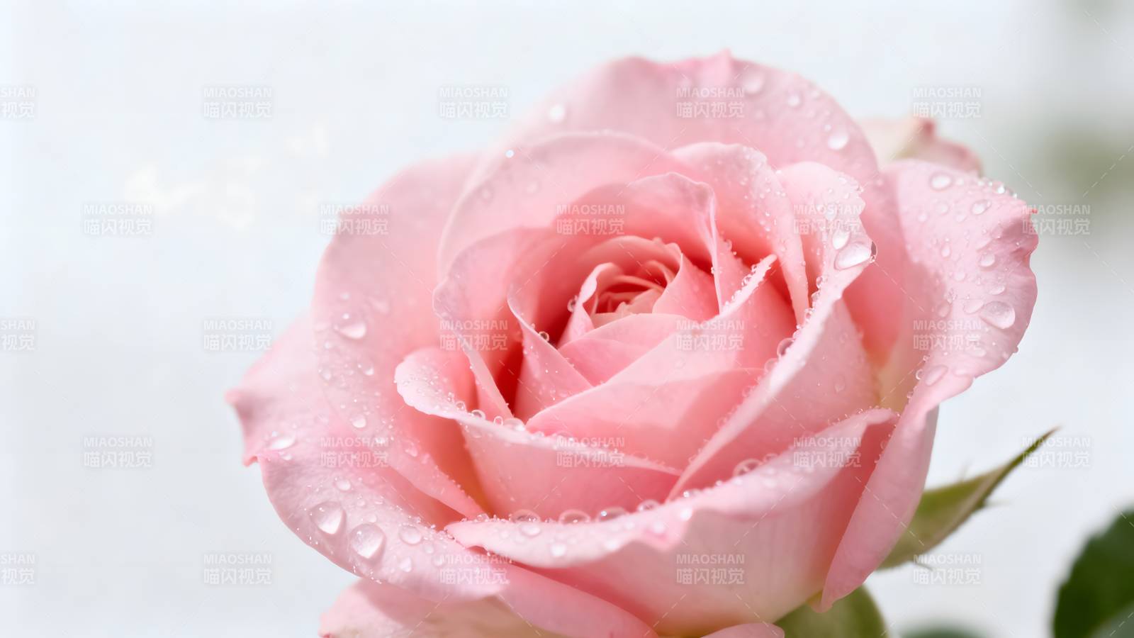 粉玫瑰上的露珠图片