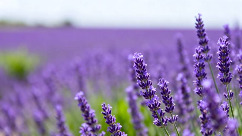 薰衣草花海图片