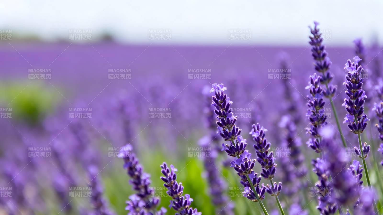 薰衣草花海图片
