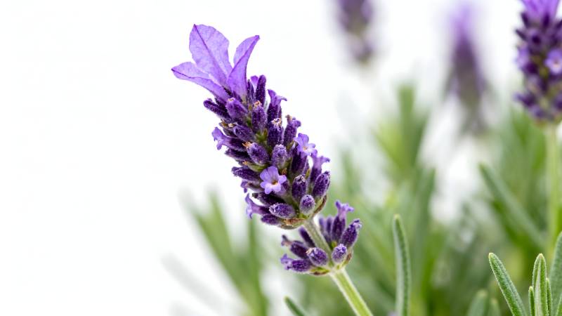 薰衣草花绽放图片