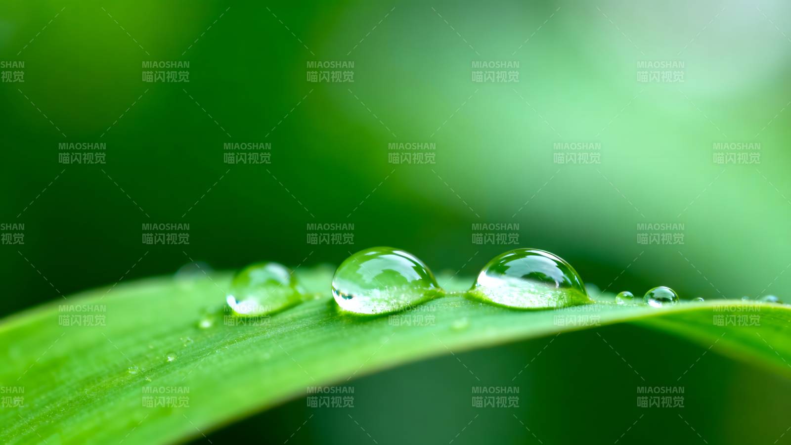 露珠叶上晶莹图片