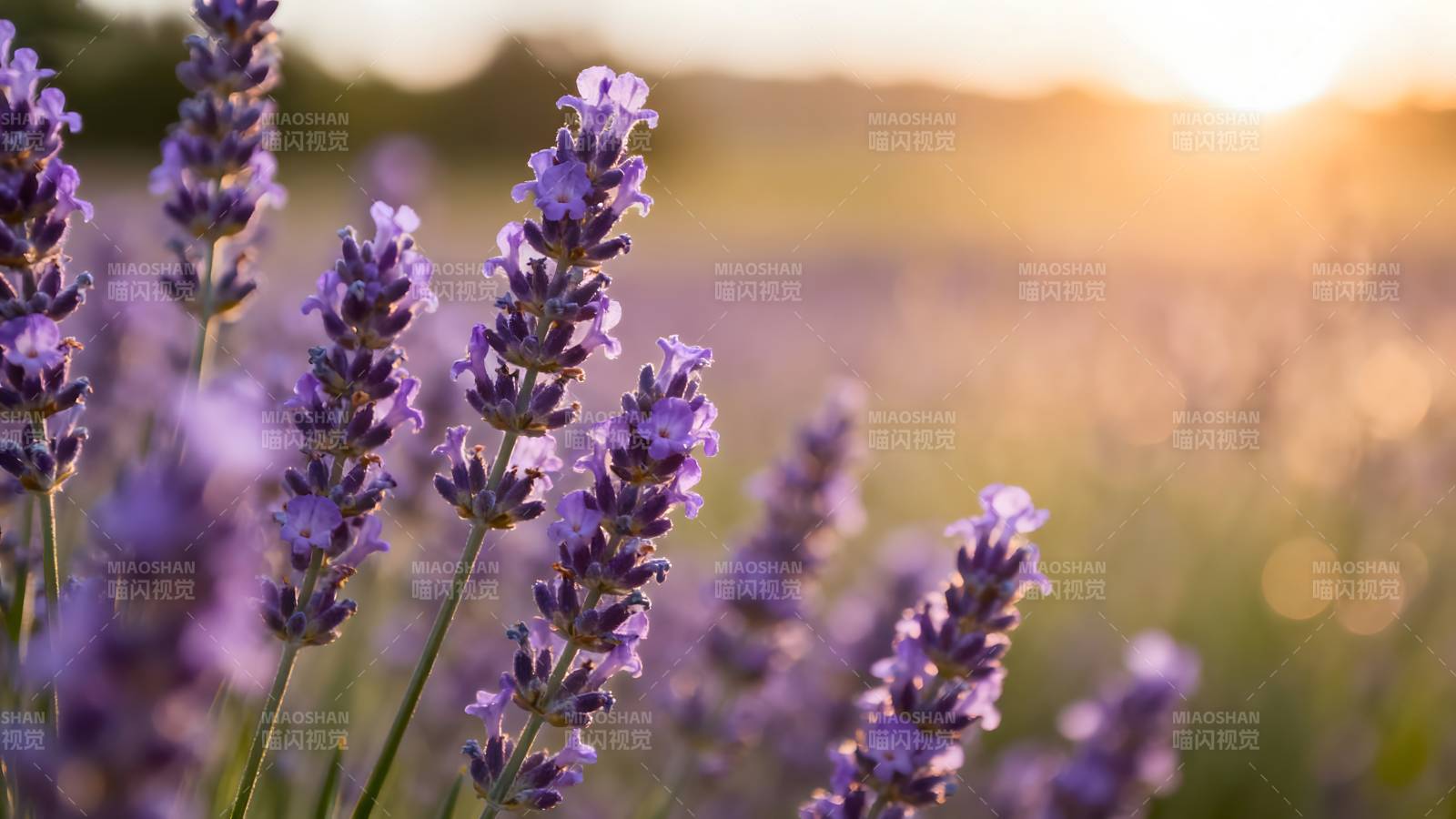 薰衣草田日落图片