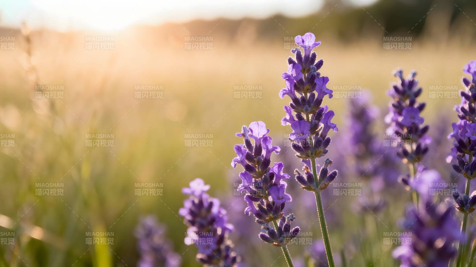 薰衣草花海夕阳图片