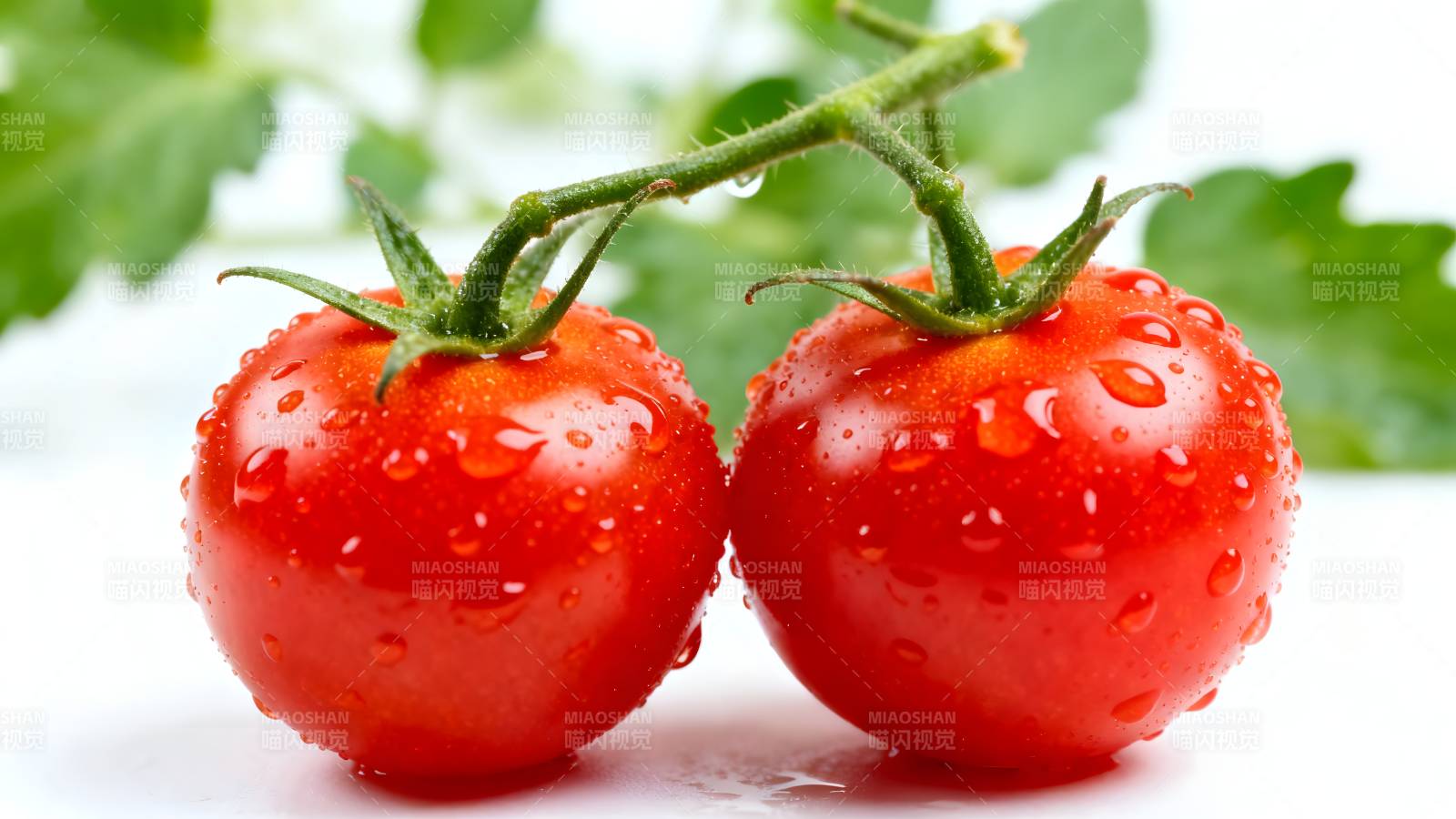 晶莹剔透小番茄图片