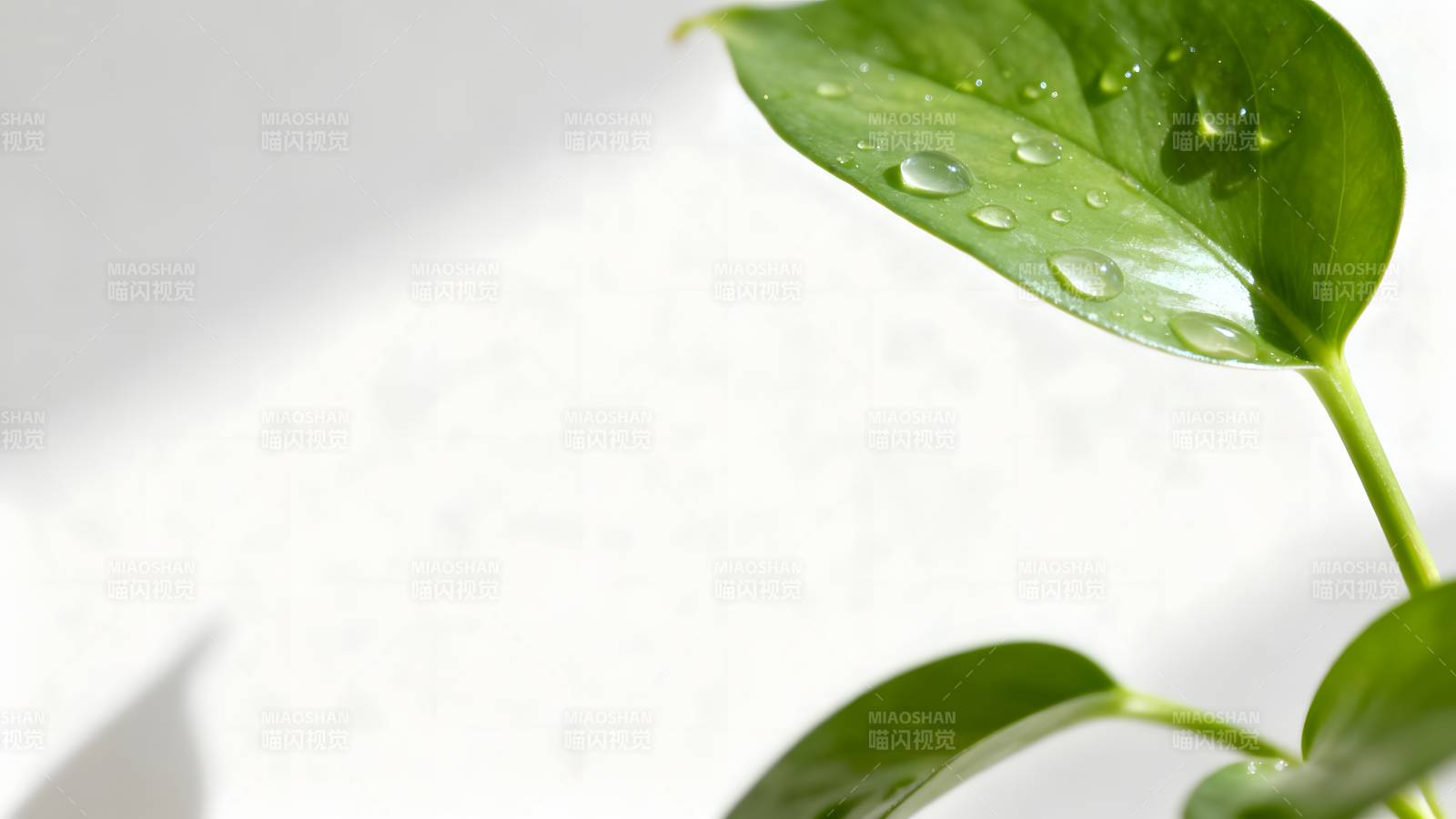 绿叶上的水珠图片