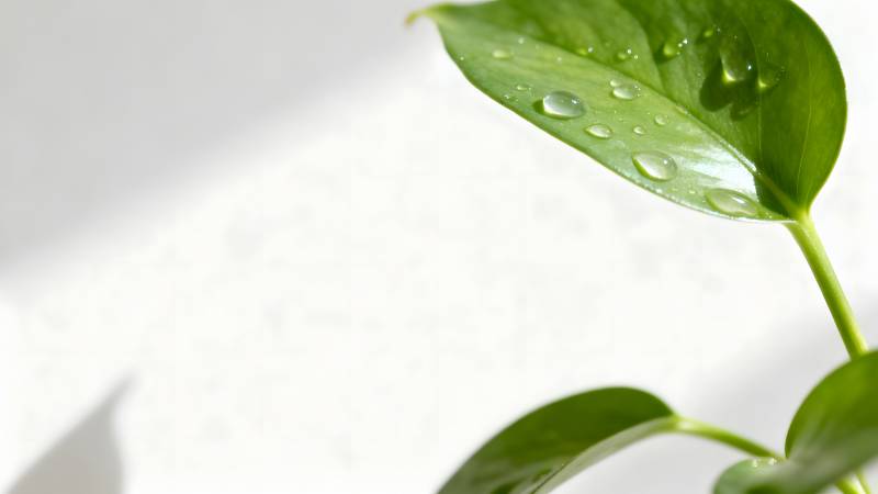 绿叶上的水珠图片