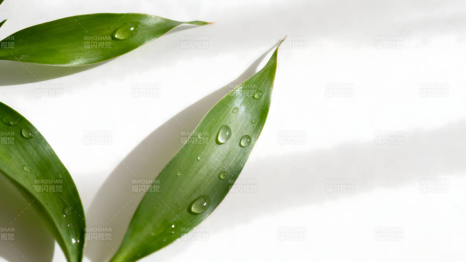 绿叶上的水珠图片