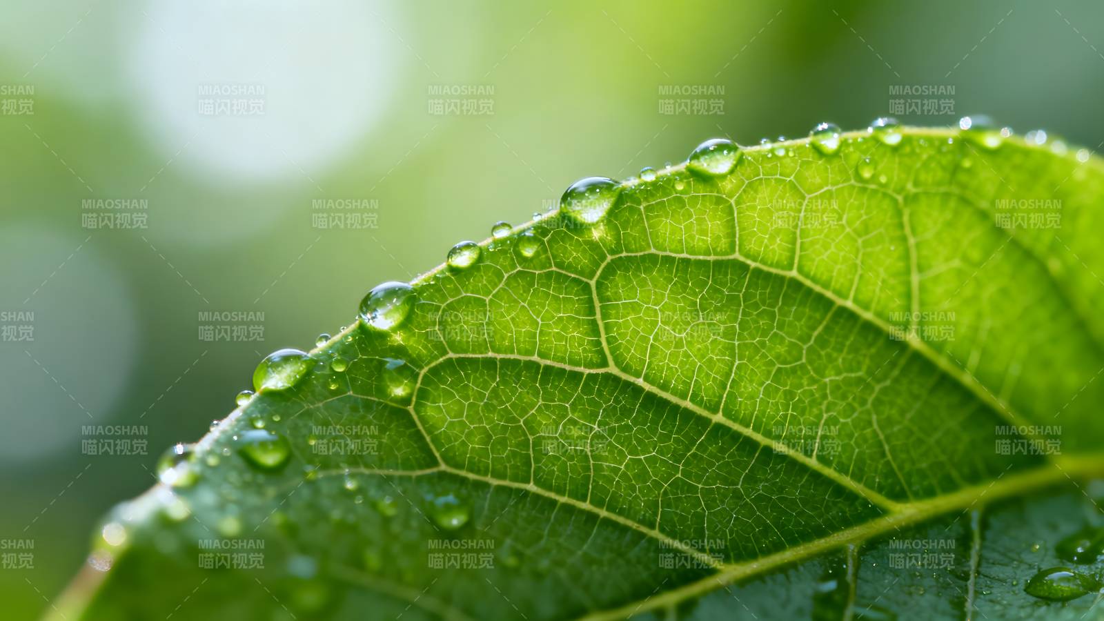 露珠叶脉图片