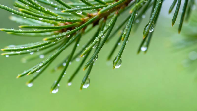 松针上的露珠图片