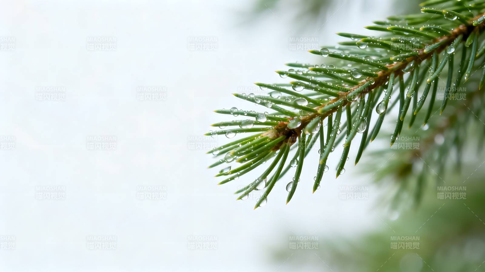 松枝上的露珠图片