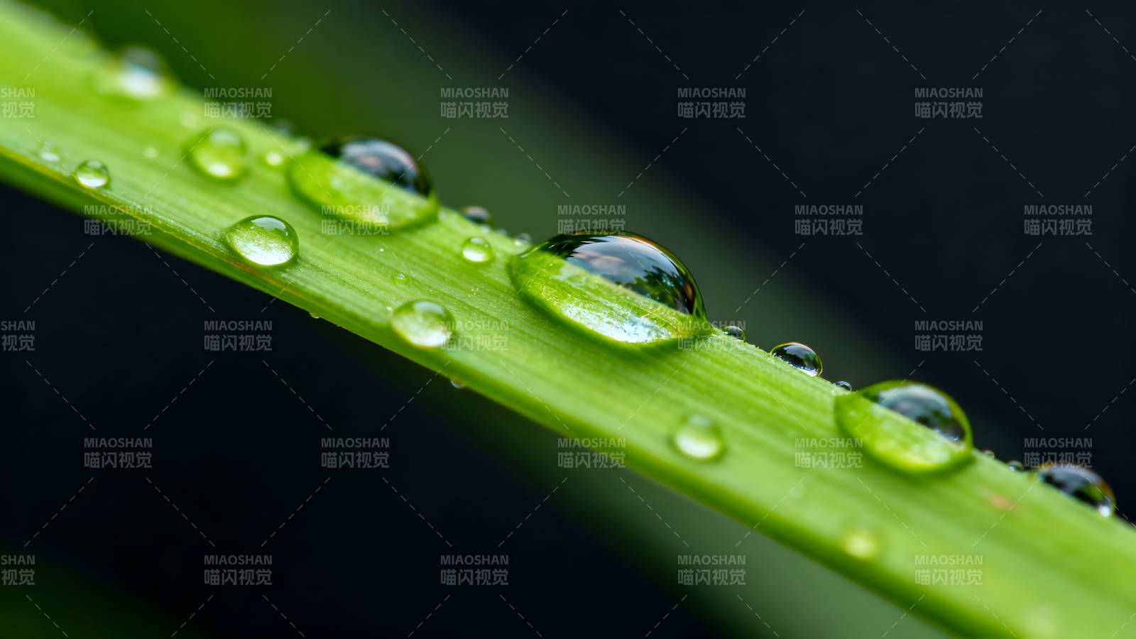 露珠映绿叶图片