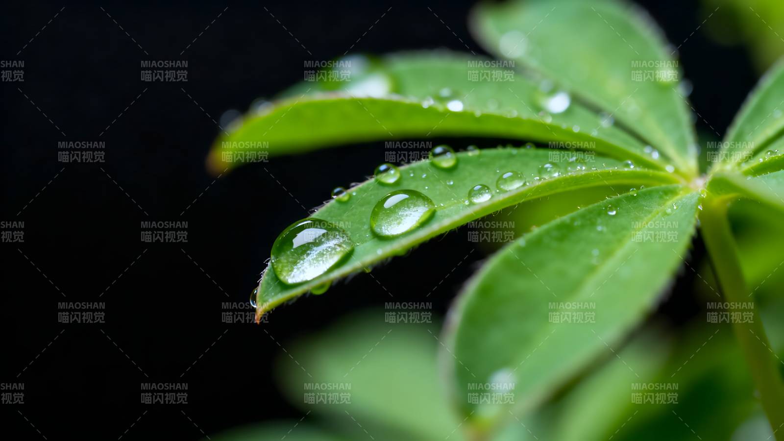 露珠叶上晶莹闪烁图片